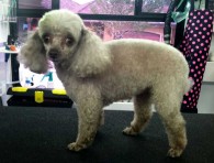 bitsy-toy-poodle-grooming